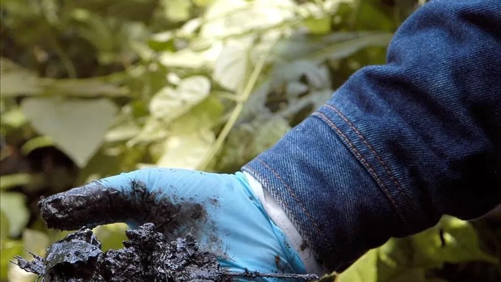 Apelan Sentencia de la Ciénaga de la Virgen: Demandantes y Distrito Coinciden en que Hay Más Entidades Responsables